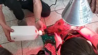 Zwierzęciu podano siarę 