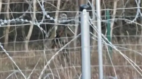 Kadr z wideo z granicy polsko-białoruskiej opublikowanego przez MON