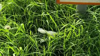 Napastnik odciął 21-latkowi dłoń tasakiem