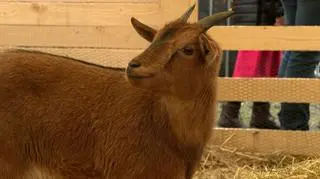 W inscenizacji pojawiły się zwierzęta z krakowskiego zoo