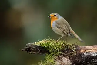 Rudzik (łac. Erithacus rubecula)