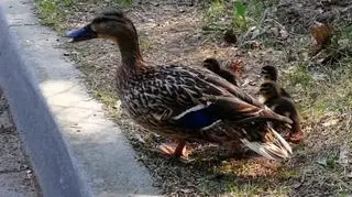 Policjanci z Olecka uratowali kaczątka uwięzione w studzience kanalizacyjnej