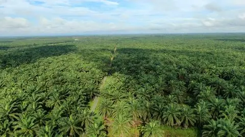 Plantacje palmy olejowej na wyspie Borneo