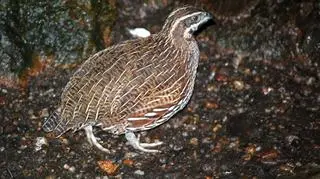 Kuropatwa madagaskarska