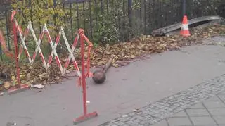 Wykopali granatnik podczas remontu chodnika