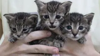 The kittens wait for new owners to take them home