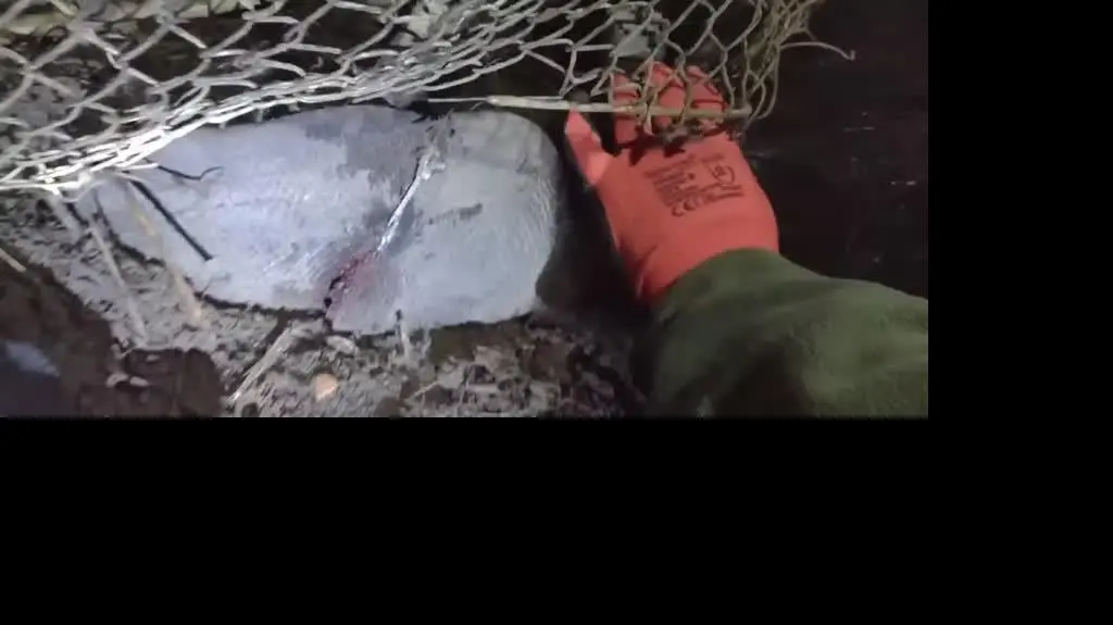 10000000_183260423998941_1216893291443426315_n