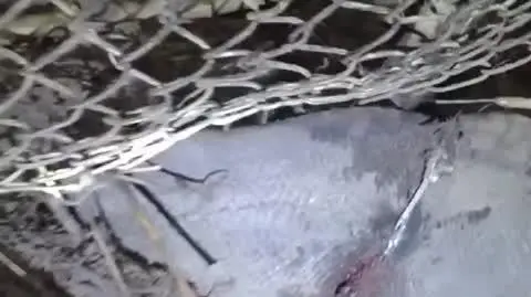 10000000_183260423998941_1216893291443426315_n