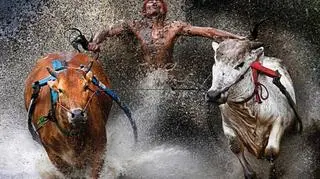12.02.2012, Batu Sangkar, Zachodnia Sumatra, Indonezja, wyścig byków (Pacu Jawi) to popularna dyscyplina sportu w tym rejonie świata, rozgrywana najczęściej na koniec żniw a polach ryżowych.
