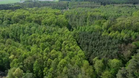 Jedna trzecia gatunków drzew zagrożona wyginięciem. Nawet dęby mogą zniknąć z powierzchni ziemi