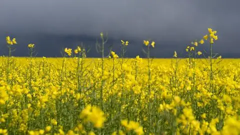 Gorące powietrze wleje się do Polski. Będą burzowe dni