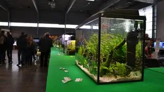 Fani podwodnego świata odwiedzali poznańskie targi