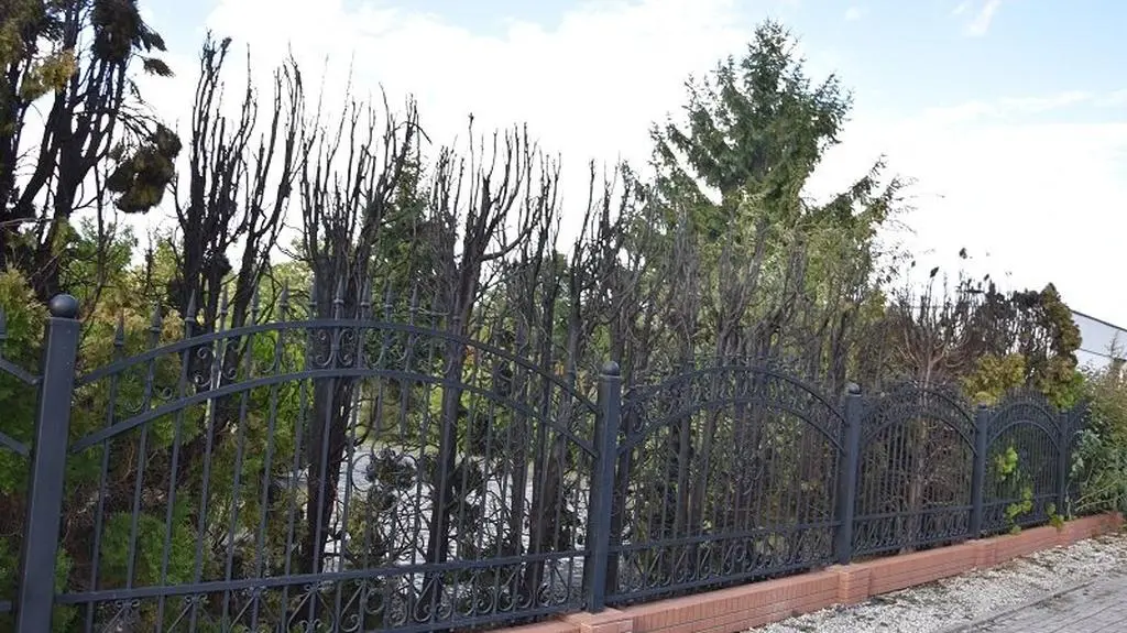Podpalano nie tylko elementy infrastruktury, ale też roślinność