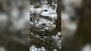 Na środku widać wilczycę uwięzioną we wnykach