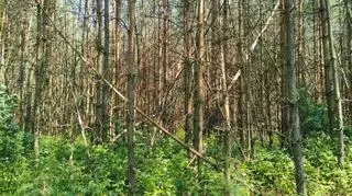 W tym lesie, zadaniem leśników, trzeba usunąć połamane drzewka sosnowe, aby te zdrowe, które zostaną, były stabilniejsze i miały lepsze warunki wzrostu 