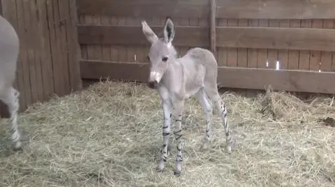 To krytycznie zagrożony gatunek. Na świat przyszły właśnie dwa osobniki 