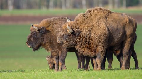 Namierzyli żubry, które opuściły rezerwat w poszukiwaniu przysmaków