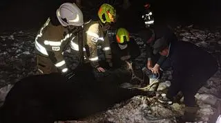 Dwa konie wpadły do bagna i nie mogły wyjść. Pomogli strażacy