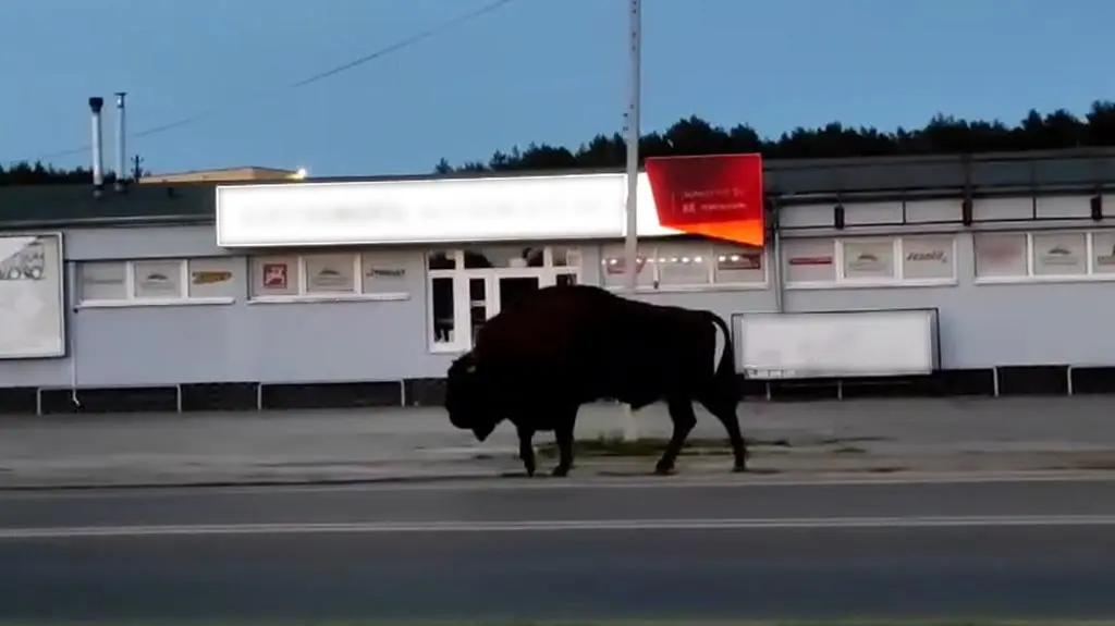 Żubr przechadzał się wzdłuż drogi 