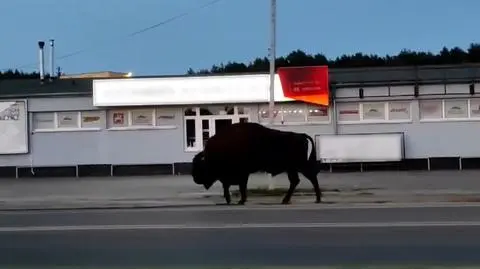 Przechadzał się wzdłuż drogi 