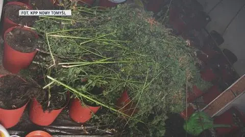 Nowy Tomyśl: policjanci zlikwidowali plantację konopi