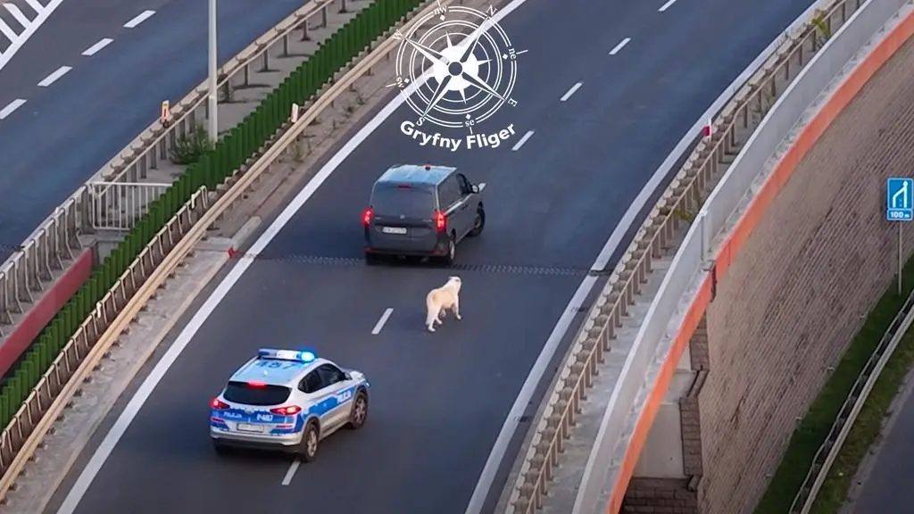 Psa próbowali złapać m.in. policjanci z Piekar Śląskich