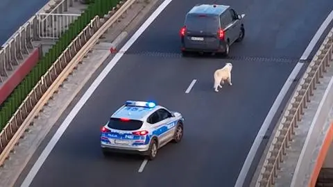 Psa próbowali złapać m.in. policjanci z Piekar Śląskich