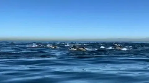 Stado blisko dwóch tysięcy delfinów zaobserwowano u wybrzeża Kalifornii