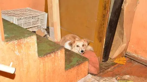 W domu miała 80 psów i kotów, a w mieszkaniu szczątki zwierząt, "których ilości nie dało się zliczyć"