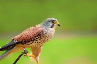 Pustułka amerykańska (łac. Falco sparverius) to ptak drapieżny z rodziny sokołowatych.