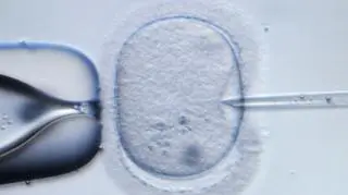 10.07.2015 | Senat przegłosował ustawę o in vitro. Czas na podpis prezydenta