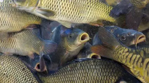 Zaatakował policjanta. W zamian za wolność obiecał mundurowym 10 kilogramów karpia