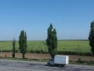 Morze słoneczników