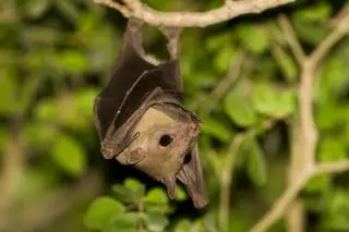 Rudawiec nilowy (Rousettus aegyptiacus) - zdj. poglądowe