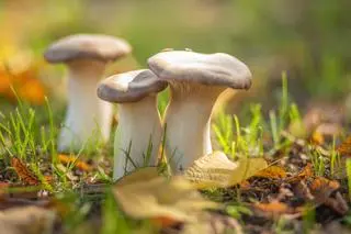 Boczniak mikołajkowy (Pleurotus eryngii)