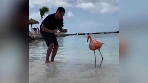 Mężczyzna i flaming w tanecznym duecie na plaży
