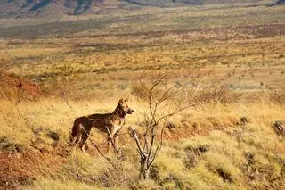 Dingo australijski w Karijini National Park