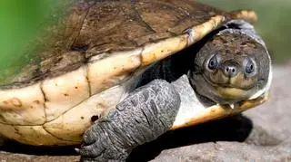 Mieszkańcy egzotarium zapraszają przez cały rok