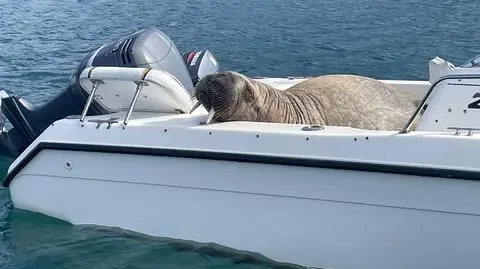 Norweski mors arktyczny "terroryzuje" wybrzeże Wielkiej Brytanii i Irlandii