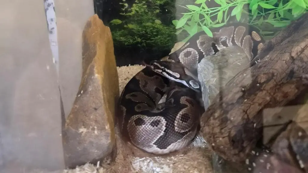 Pytony trafiły do terrarium