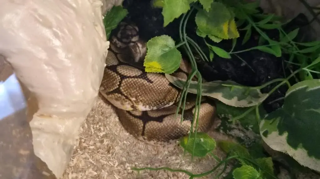 Pytony trafiły do terrarium