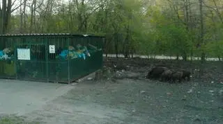 Dziki w Zgierzu