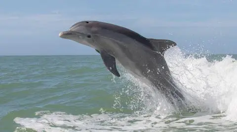 Delfin butlonosy