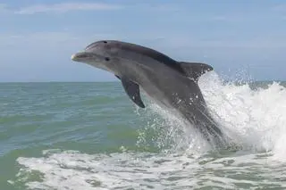 Delfin butlonosy