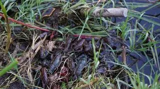 Raki lubią robić kryjówki w zakrzaczeniach