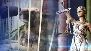 Wyrok za szczekanie. "Orzeczenie traktuje zwierzę jako rzecz"