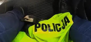 Gęś została zabrana do weterynarza