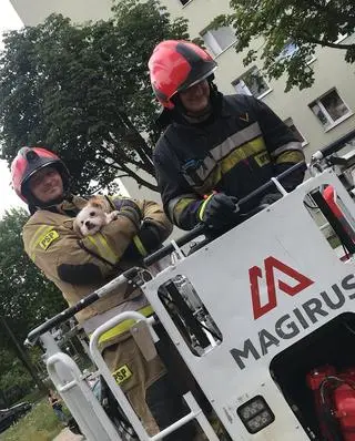 Czworonoga uratowała straż pożarna 