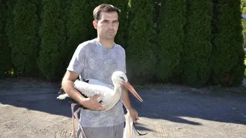 Ktoś podcina i wyrywa lotki bocianom