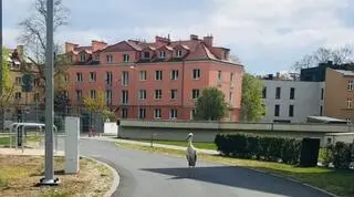Bocian na ścieżce rowerowej przy Bramie Poznania